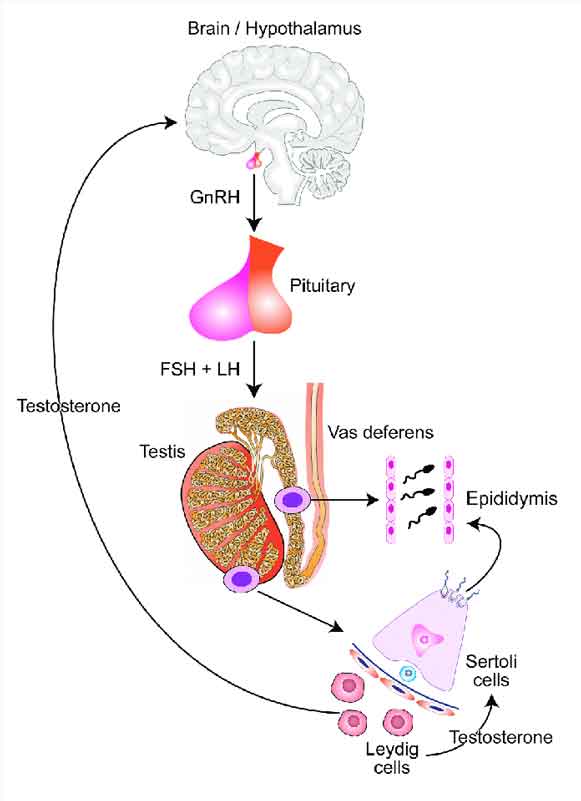 hypothalamic pituitary testicular axis