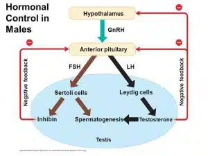 hormonal regulation