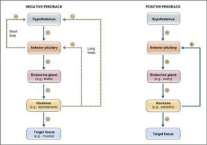 Hormone Balancing Loops