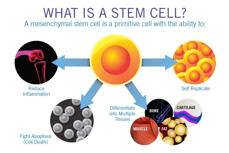 what-is-a-stem-cell